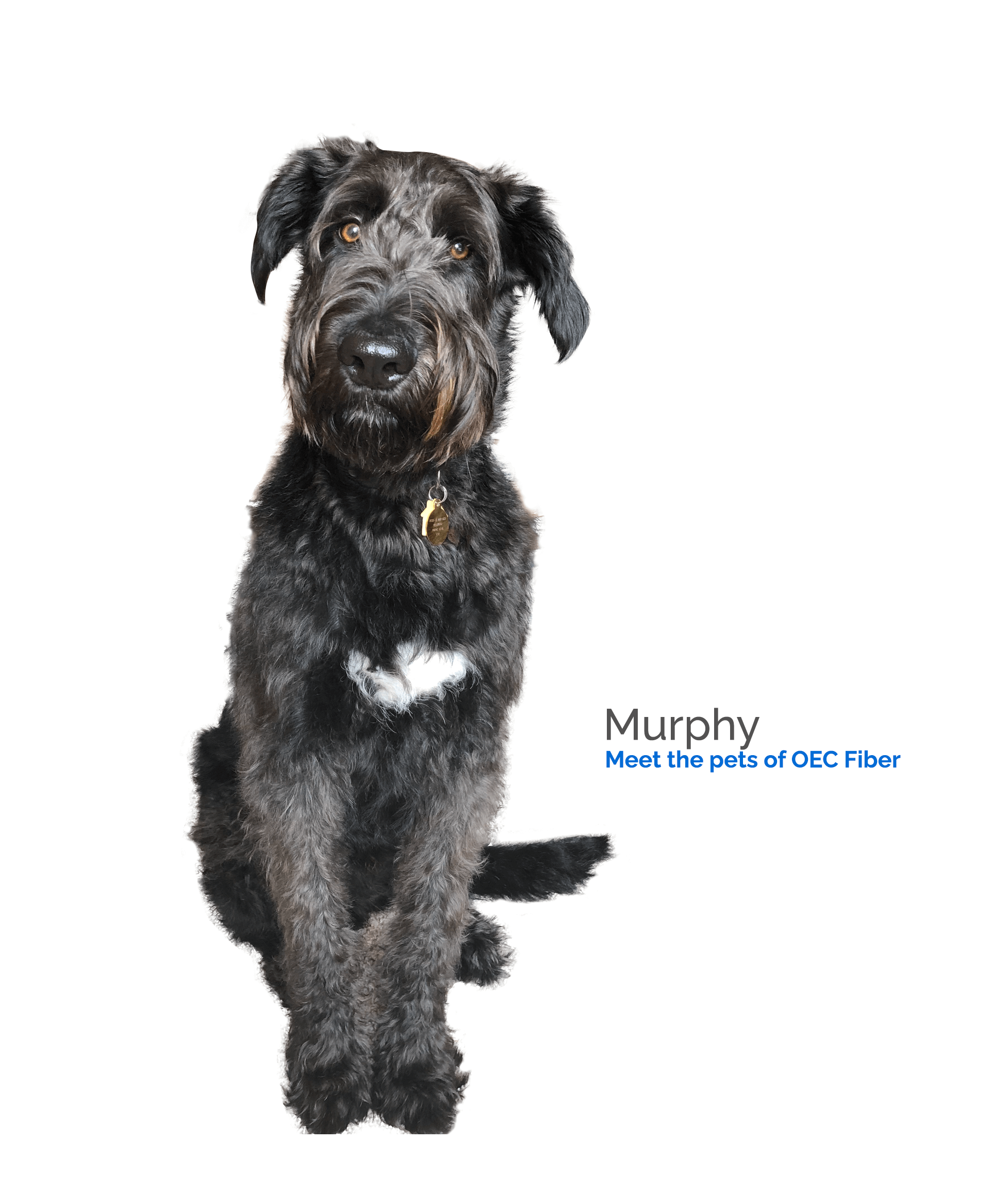 OECPets_Murphy1.png